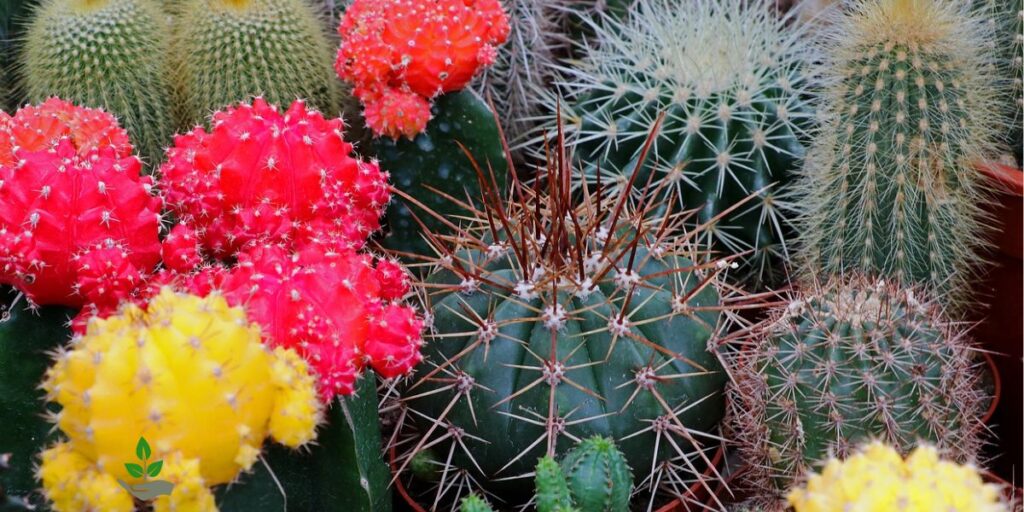 Moon Cactus Care