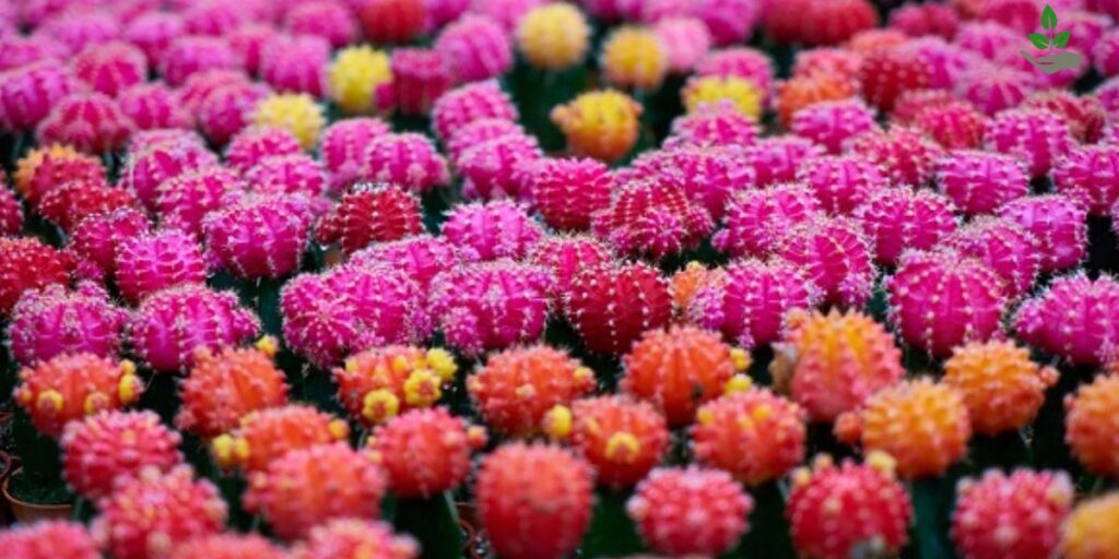 Pink Moon Cactus