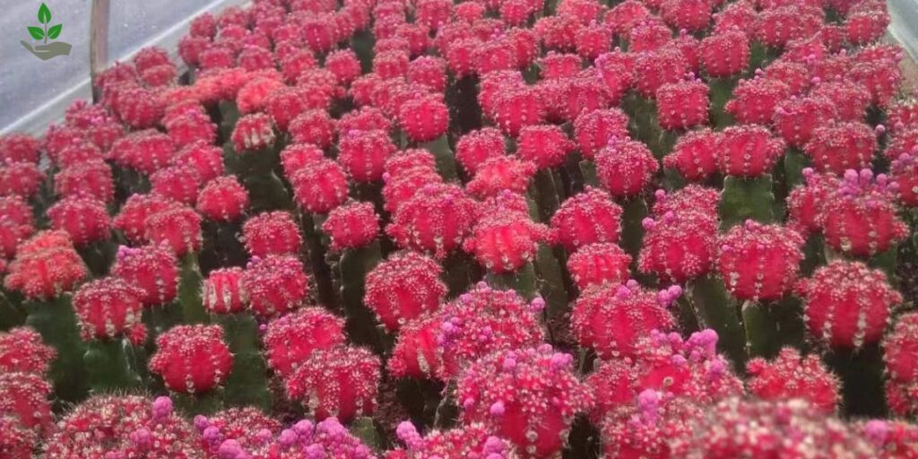Red Moon Cactus