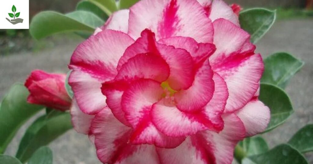 Adenium obesum Double