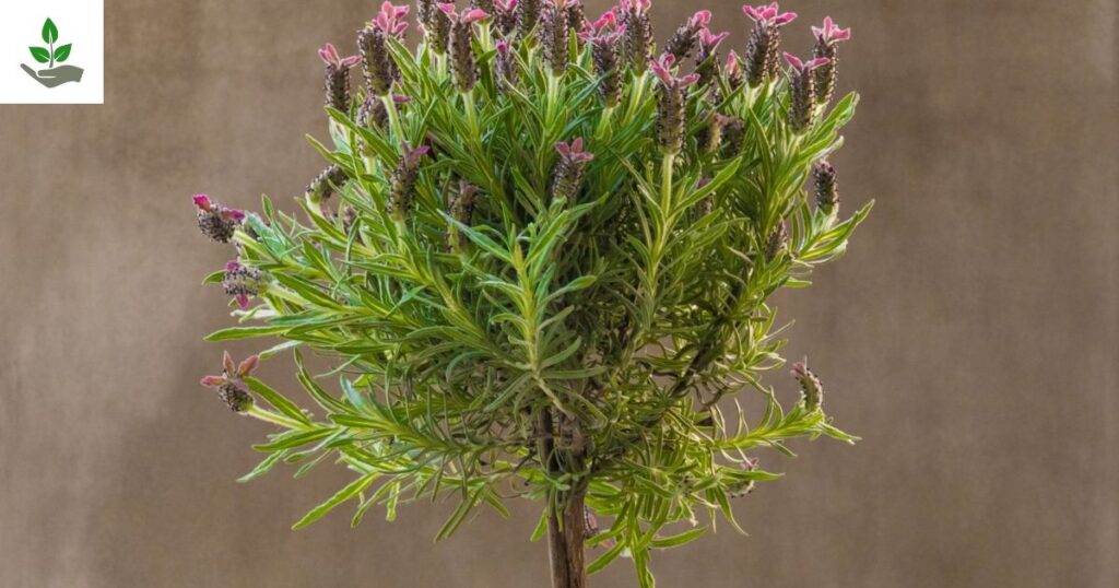 Lavender Tree