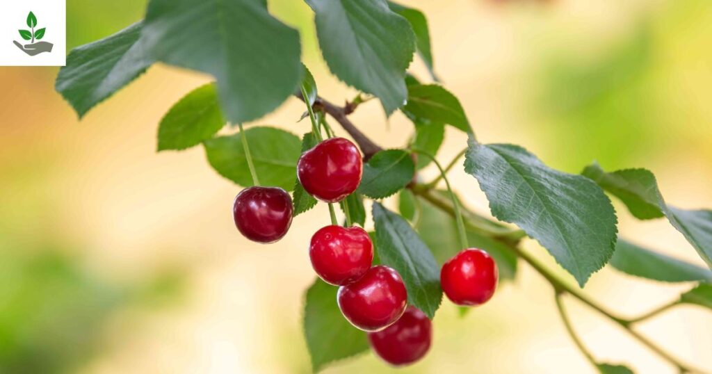 Cherry Tree Care
