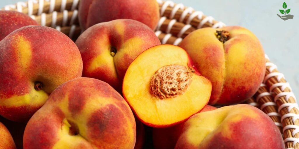 Clingstone Peaches