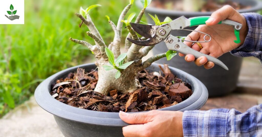 Desert Rose Plant Care