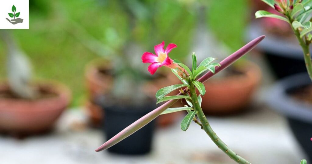 Desert Rose Plant Seeds