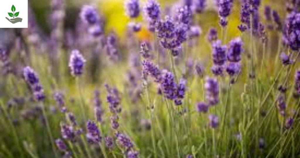 English Lavender