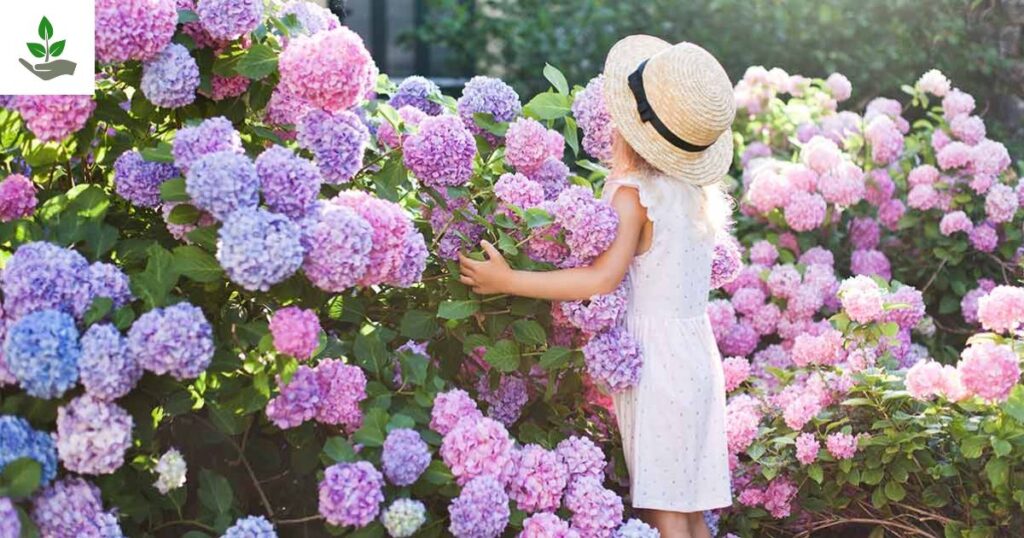 Hydrangea Tree Care