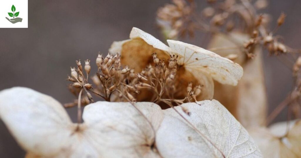 Hydrangea Tree Seeds