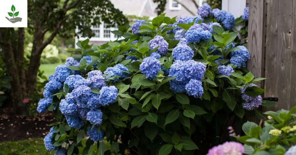 Hydrangea Tree Tips