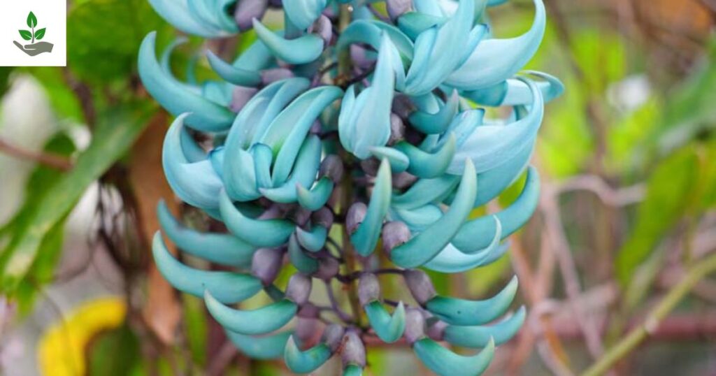 Jade Vine Care