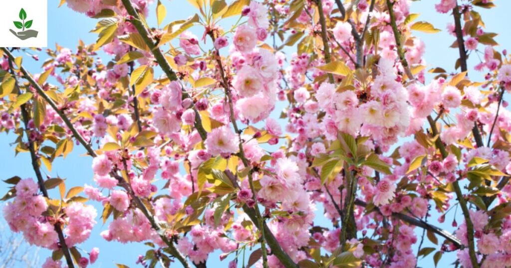 Kwanzan Cherry Tips