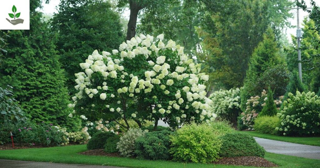 Little Lime Hydrangea Tree