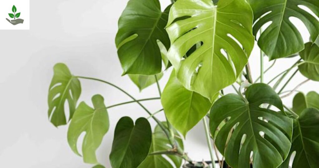 Monstera Angustifolia