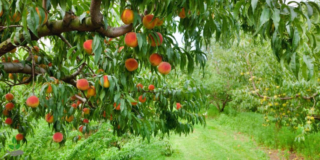 What Is A Peach Tree