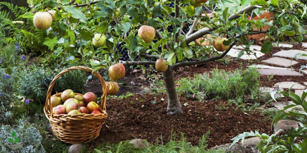 Peach Tree Care