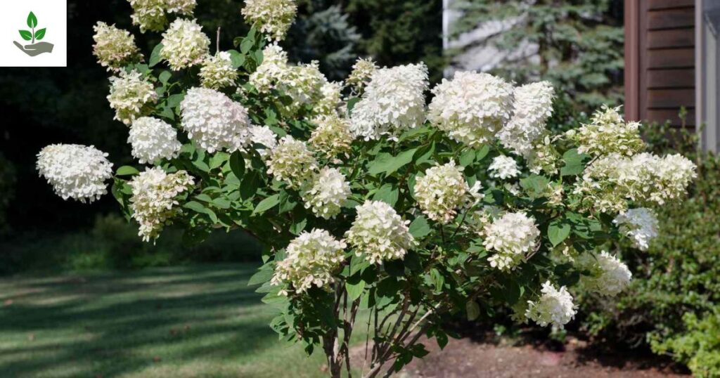 Pee Gee Hydrangea Tree