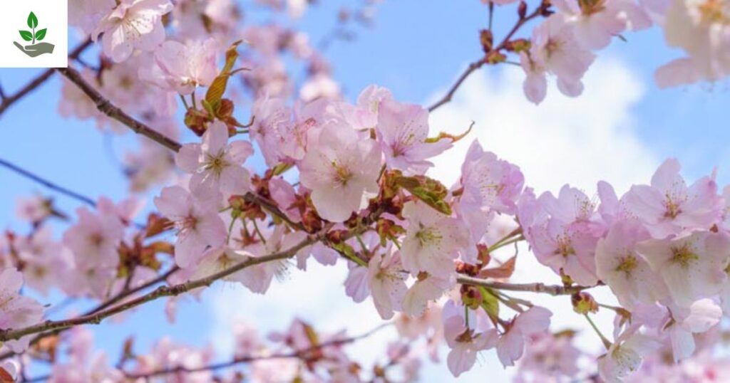 Sargent Cherry