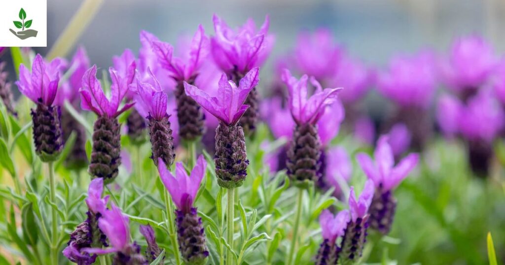 Spanish Lavender