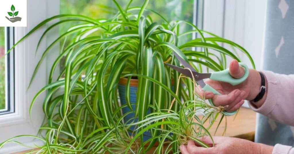 Spider Plant Care