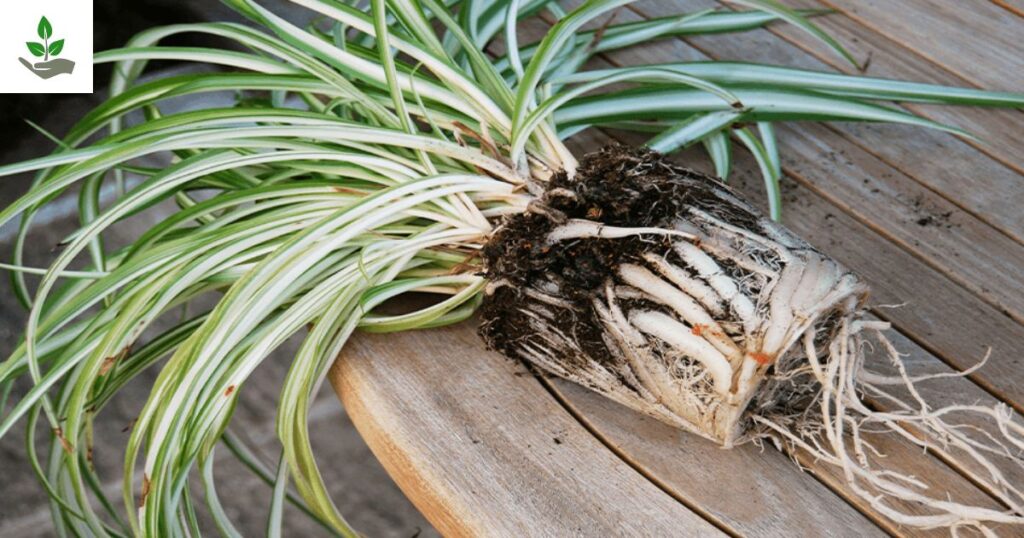 Spider Plants Seeds
