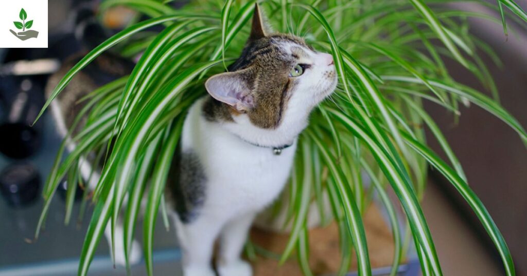 Spider Plants Tips
