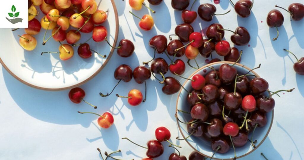 Sour Cherry
