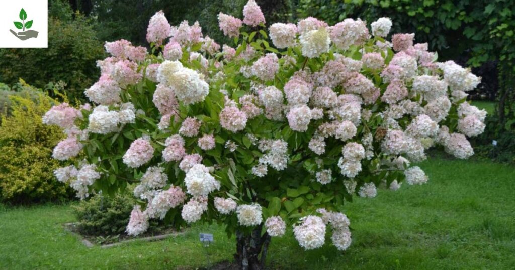 Hydrangea Tree
