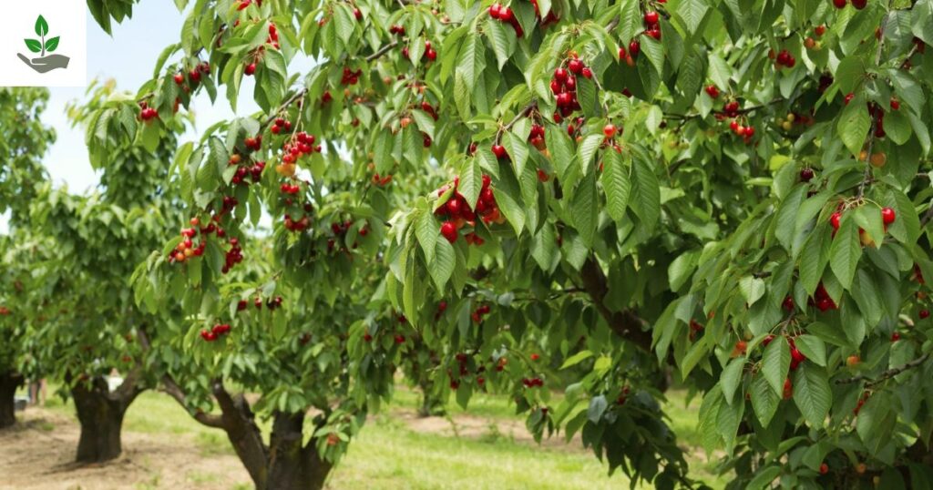 Cherry Tree