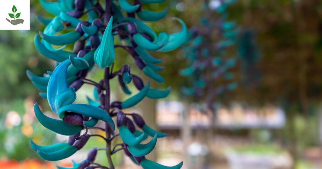 Jade Vine