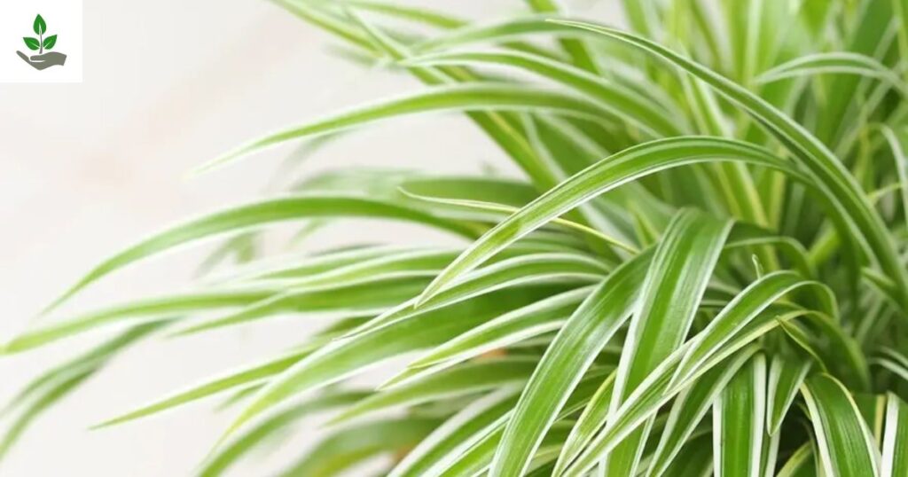 Spider Plant
