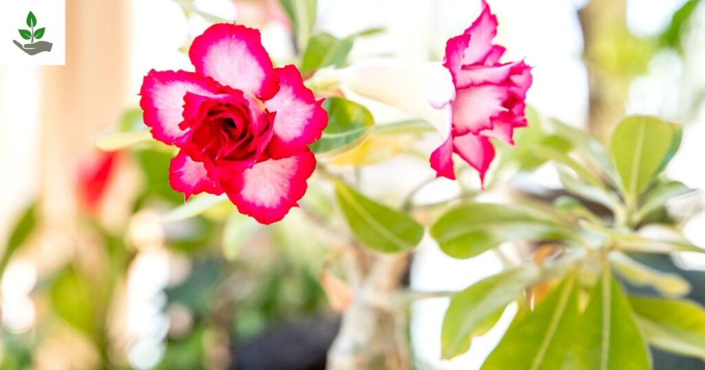 Desert Rose Plant Tips