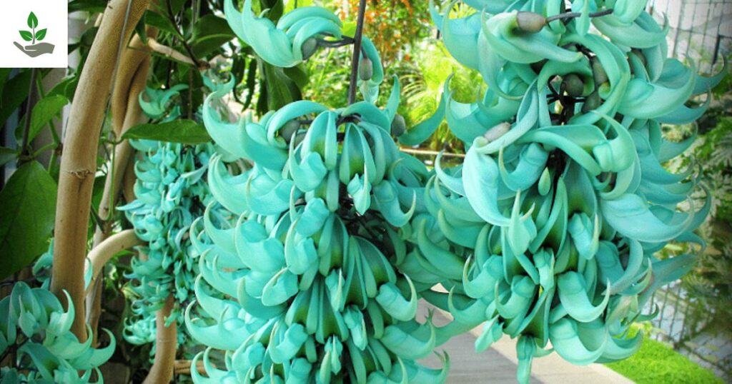 Jade Vine Benefits