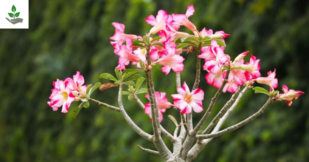 Desert Rose Plant