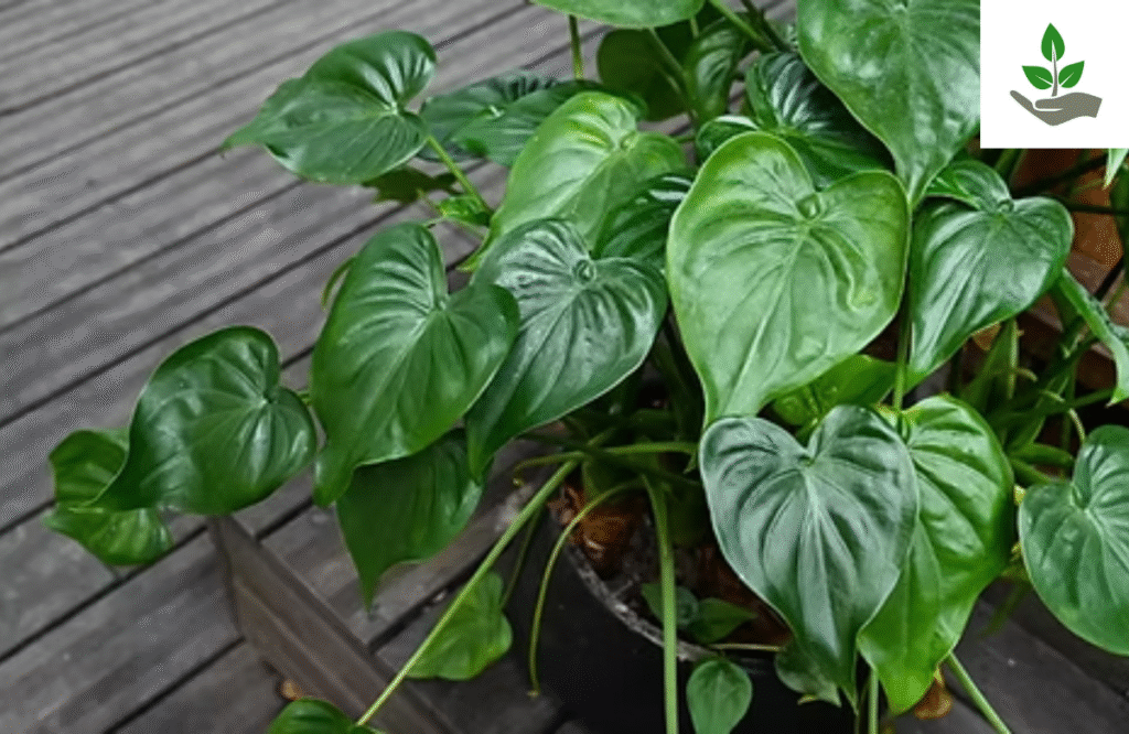 Alocasia Cucullata Care