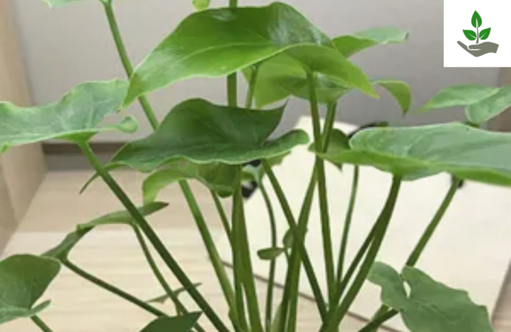 Alocasia Cucullata Fun Fact