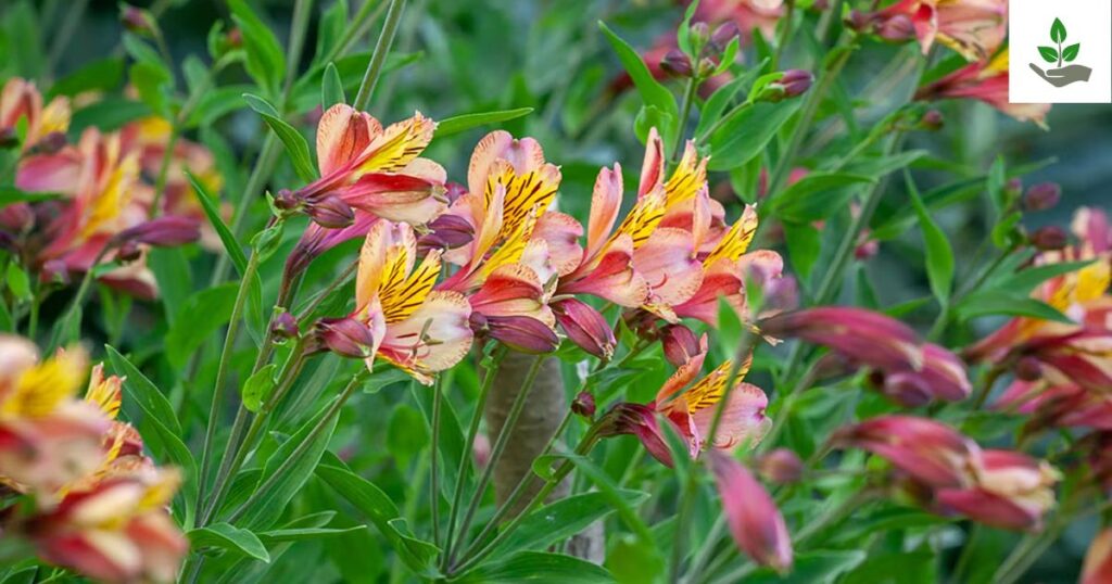 Alstroemeria Flower Care