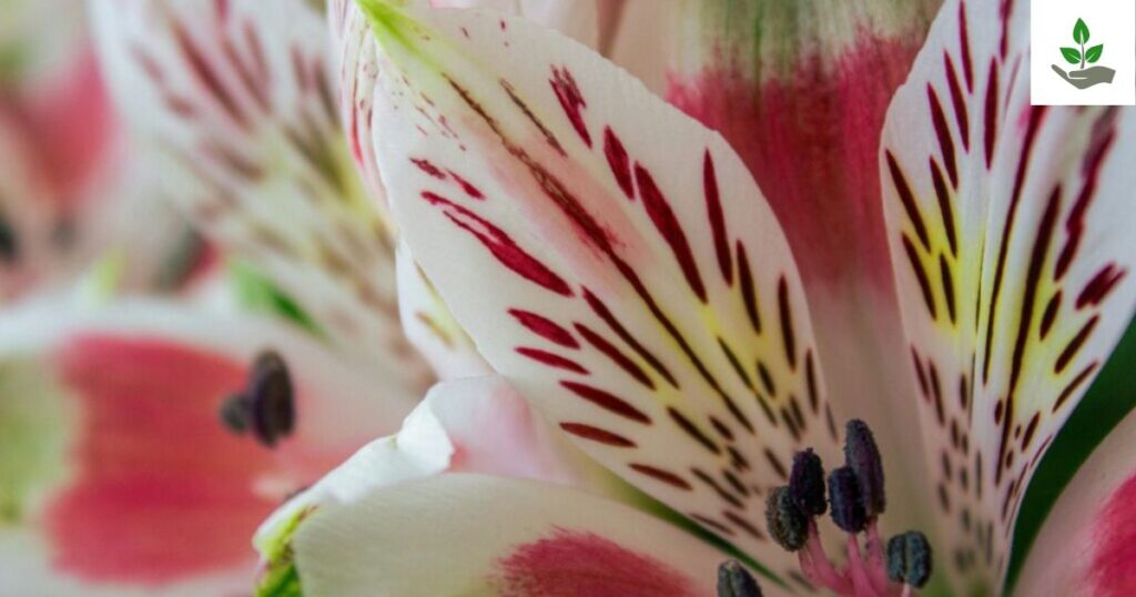 Alstroemeria Flower Fun Fact