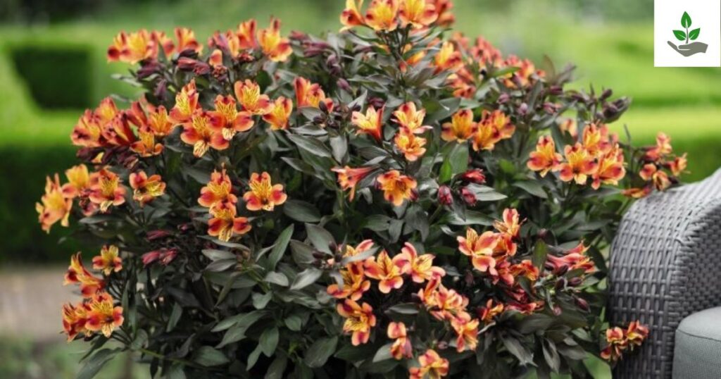 Alstroemeria Flower Seeds