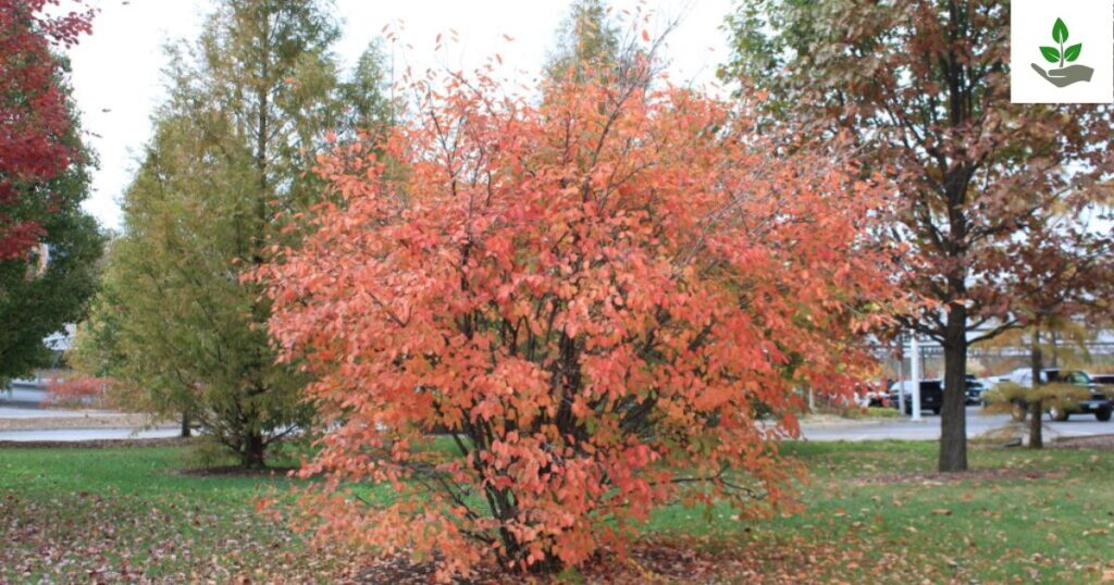 Autumn Brilliance Serviceberry Benefits