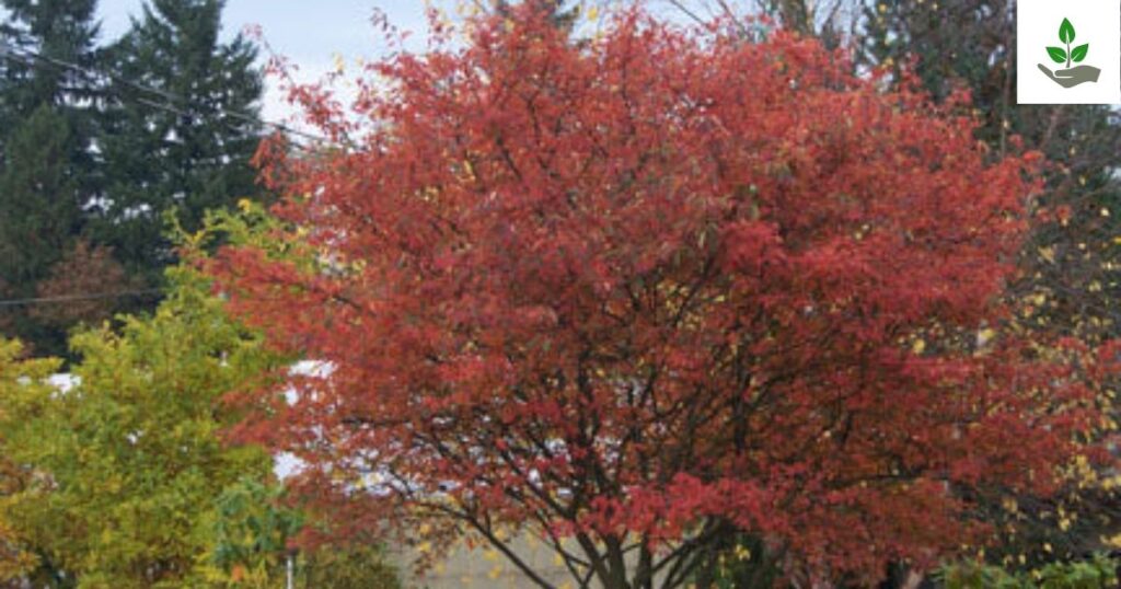 Autumn Brilliance Serviceberry Care