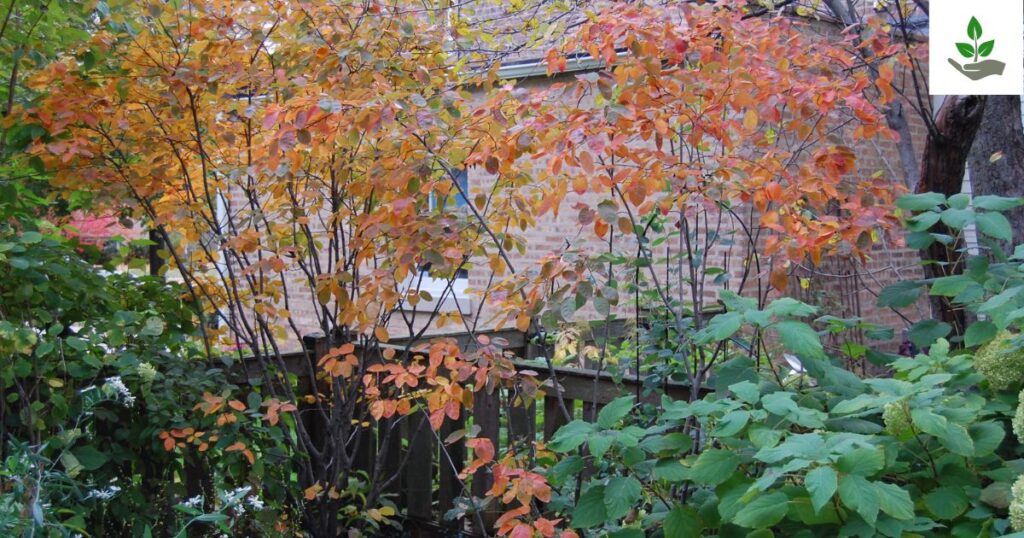 Autumn Brilliance Serviceberry Tips
