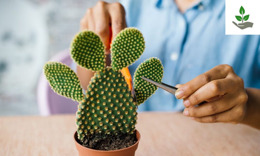 Bunny Ears Cactus Care