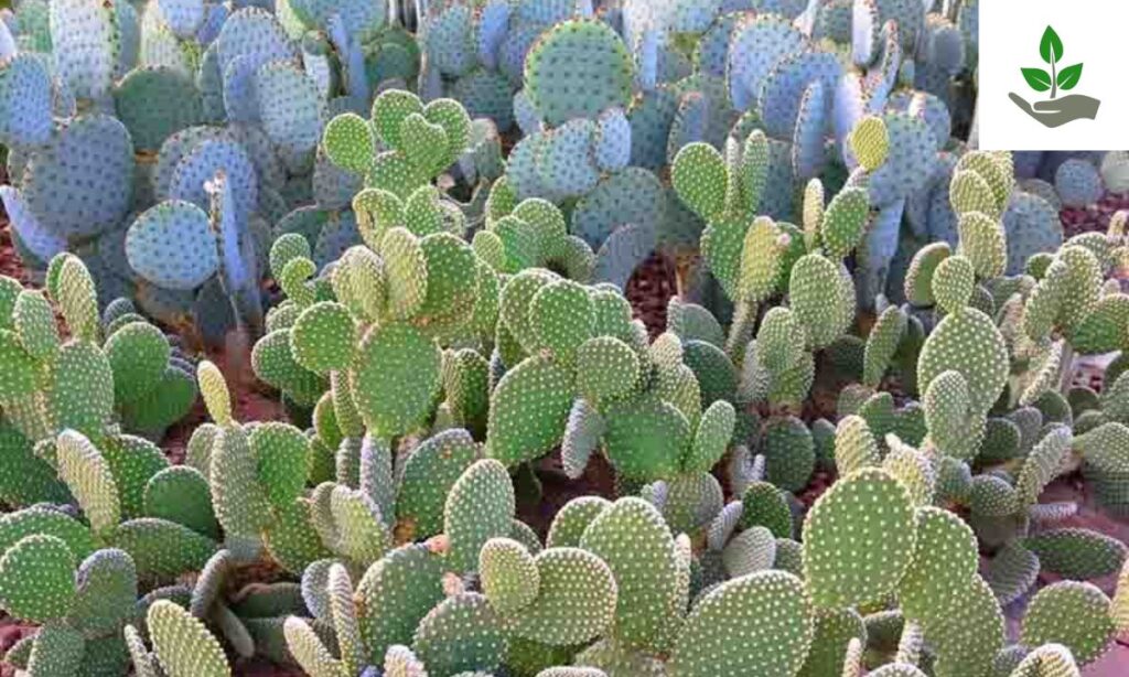 Bunny Ears Cactus Fun Fact