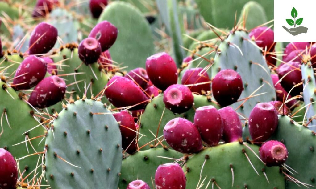 Bunny Ears Cactus Seeds