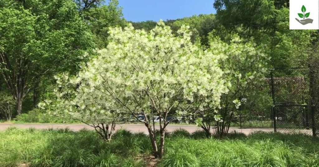 Chinese Fringe Tree Benefits