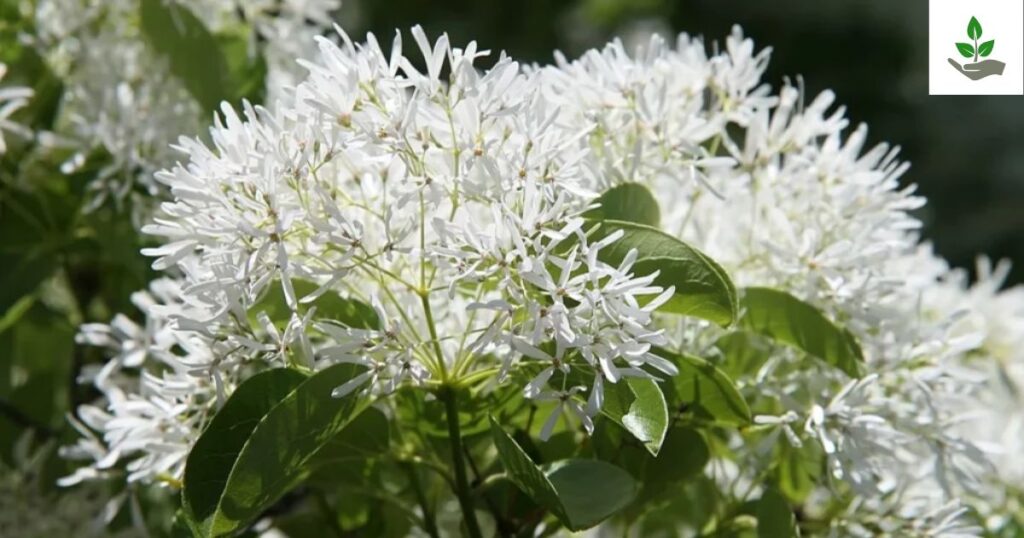 Chinese Fringe Tree Care