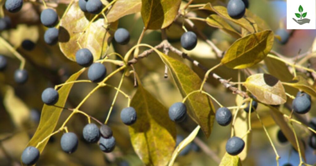 Chinese Fringe Tree Seeds