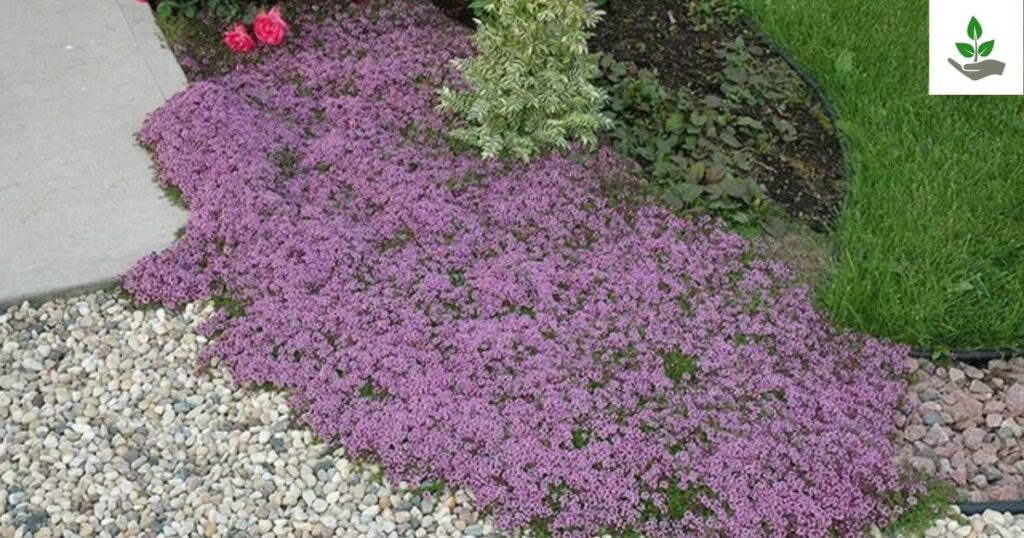 Creeping Thyme Benefits