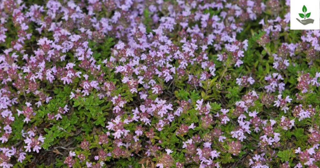 Creeping Thyme Care
