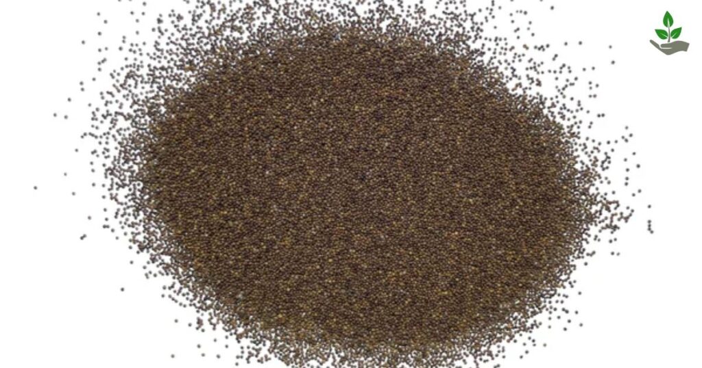 Creeping Thyme Seeds